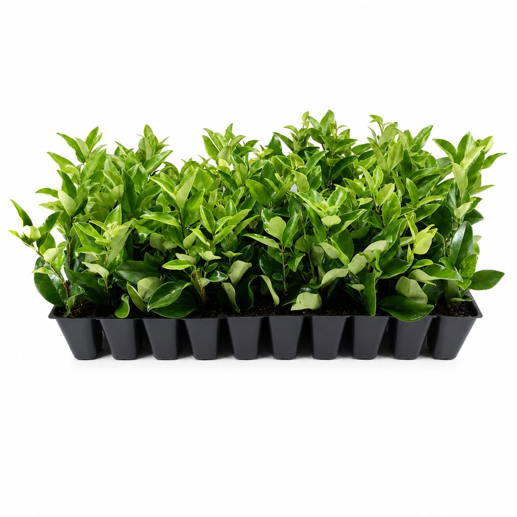 Ligustrum Waxleaf Privet