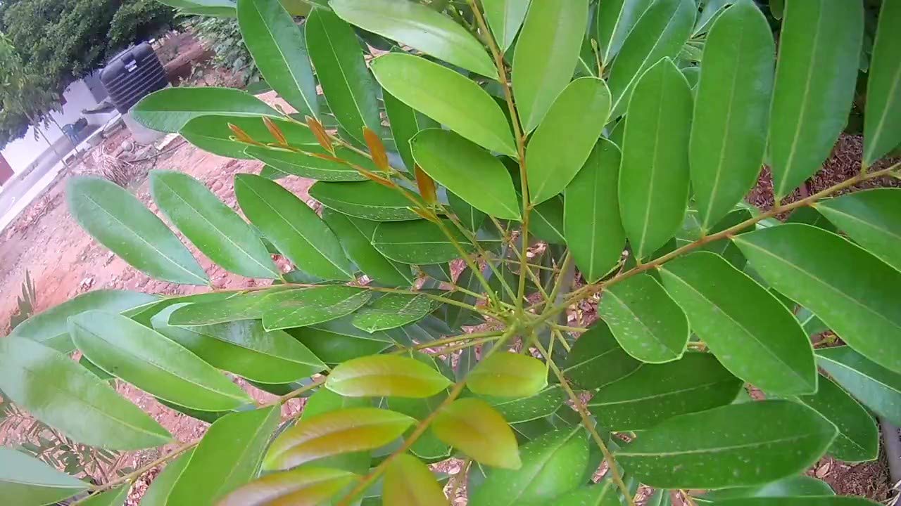 Srushti Traders Soursop Fresh Dry Leaves (250 Leaves)- CancerHealth Suppliment (B07NCY5J7J) Amazon Price History, Amazon Price Tracker