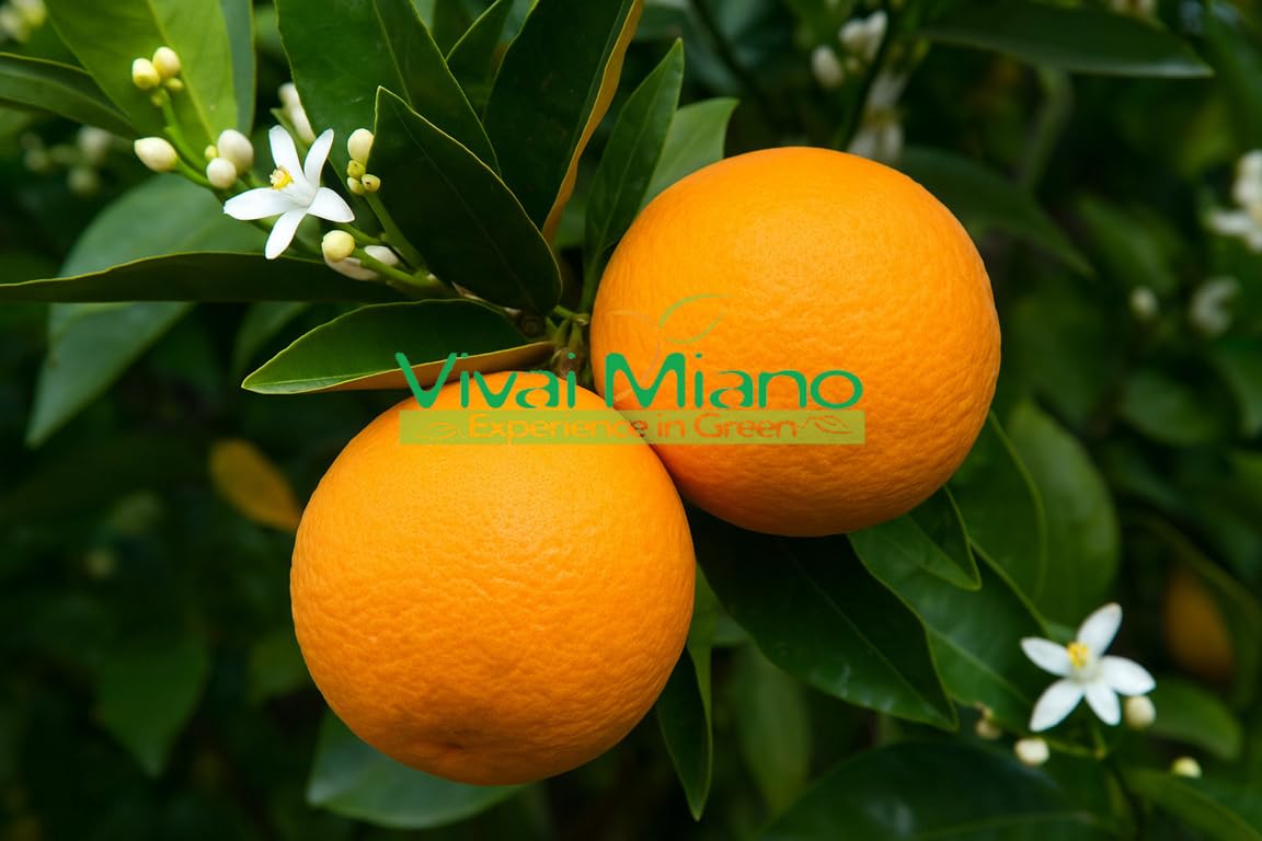 Pianta di Arancio Washington Navel (vaso - 20) - Immagine reale