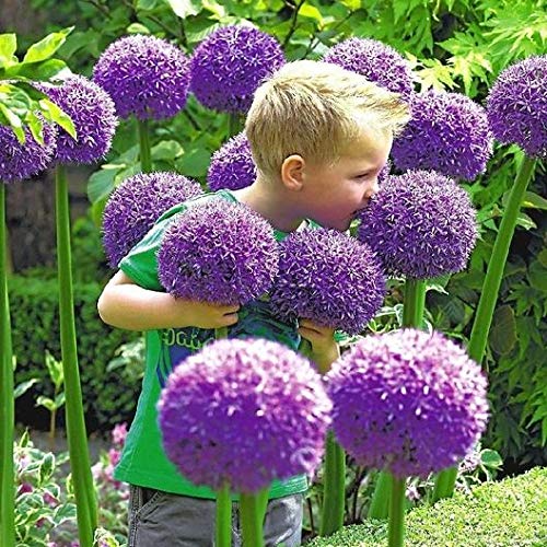 giant allium bulbs - Allium Globemaster Bulb - Largest of All Allium - One Bulb to Plant