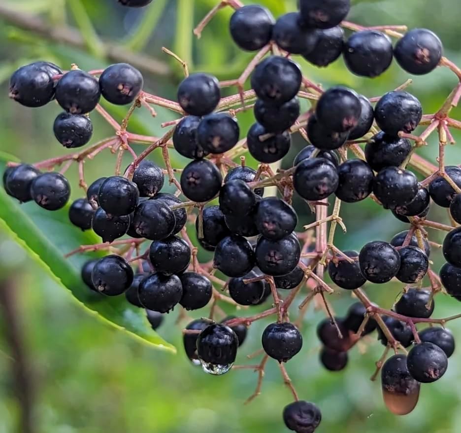 American Black Elderberry 2 Live Shrub (Sambucus Canadensis) – Native Berry Shrub for Wildlife Gardens – 1 Gallon Pot, 2–3 ft Plant