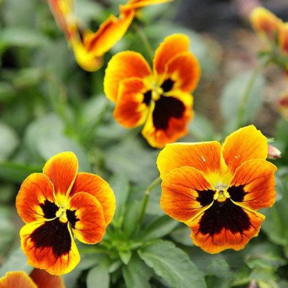 Pansy Flower Seeds, Cat Face Pansies, Indoor Balcony Colorful Flowers Seeds Potted with Fertilizer - 100 Pcs