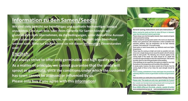 2x Cycas Petraea Loei-Sago Palmen - Exotische Palmfarne Für Garten & Zimmer