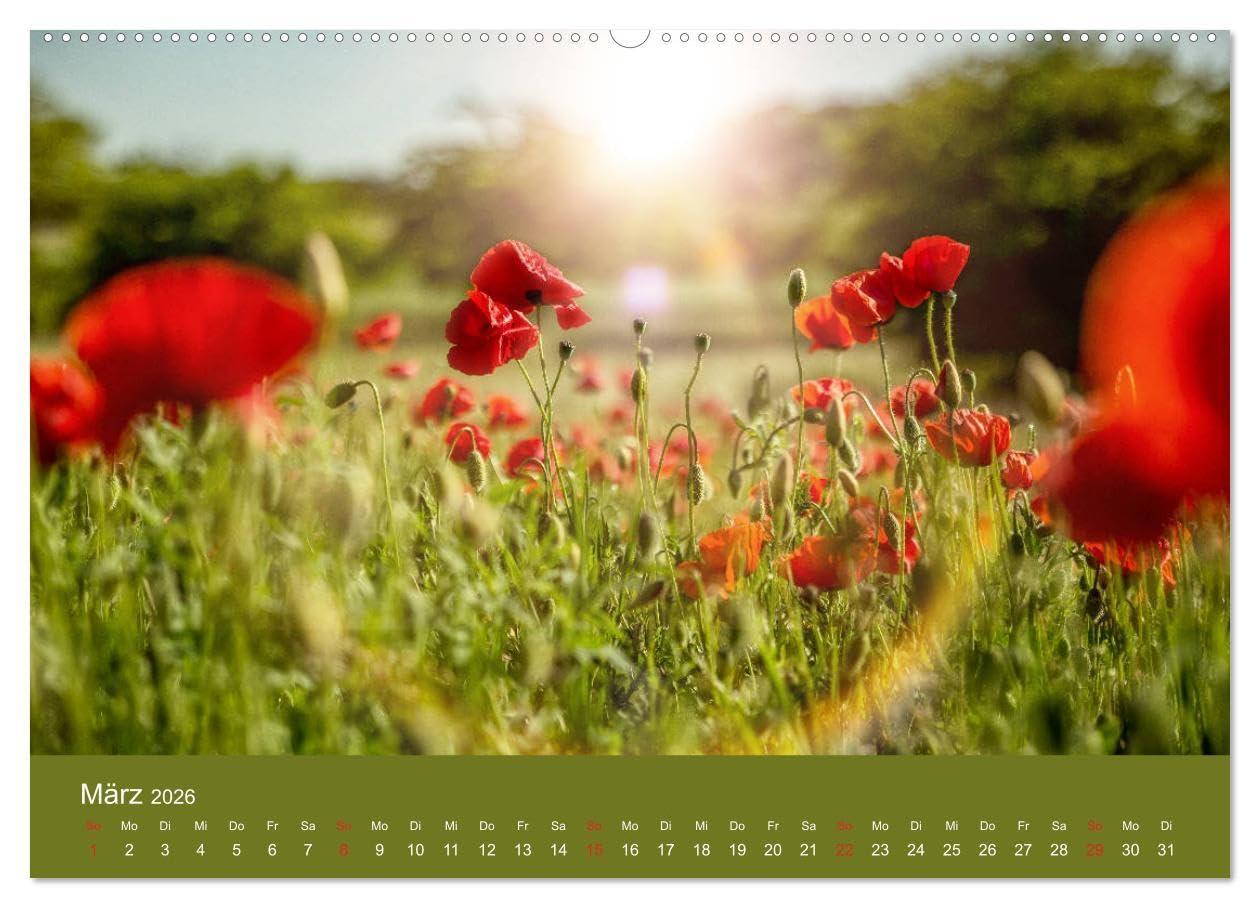 Mohnblumen Romantik (hochwertiger Premium Wandkalender 2026 DIN A2 quer), Kunstdruck in Hochglanz: Mohnblumenfelder und Blüten (CALVENDO Orte)