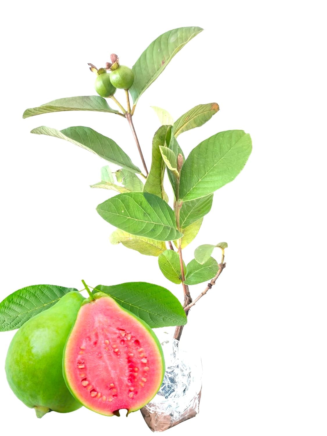 See full amazon price history chart for Cloud Farm Guava Red Dimond Amrood Variety Live Plant with fruit (No waiting for receive fruits) 1-1.5 Ft Size all time fruit plant,CF_10 Cloud Farm Guava Red Dimond Amrood Variety Live Plant with fruit (No waiting for receive fruits) 1-1.5 Ft Size all time fruit plant,CF_10 (B0D86PLBDH) Amazon Price History, Amazon Price Tracker