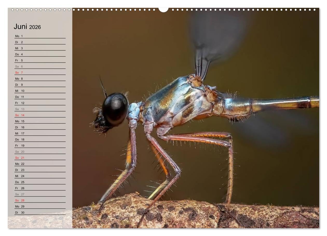 Die geheimnisvolle Welt der Insekten (hochwertiger Premium Wandkalender 2026 DIN A2 quer), Kunstdruck in Hochglanz: Faszinierende Nahaufnahmen von verschiedenen Insekten (CALVENDO Tiere)