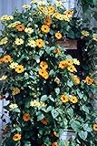 Black-eyed Susan Vine, Thunbergia, 55 Seeds!