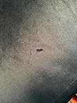 Review Image by echological