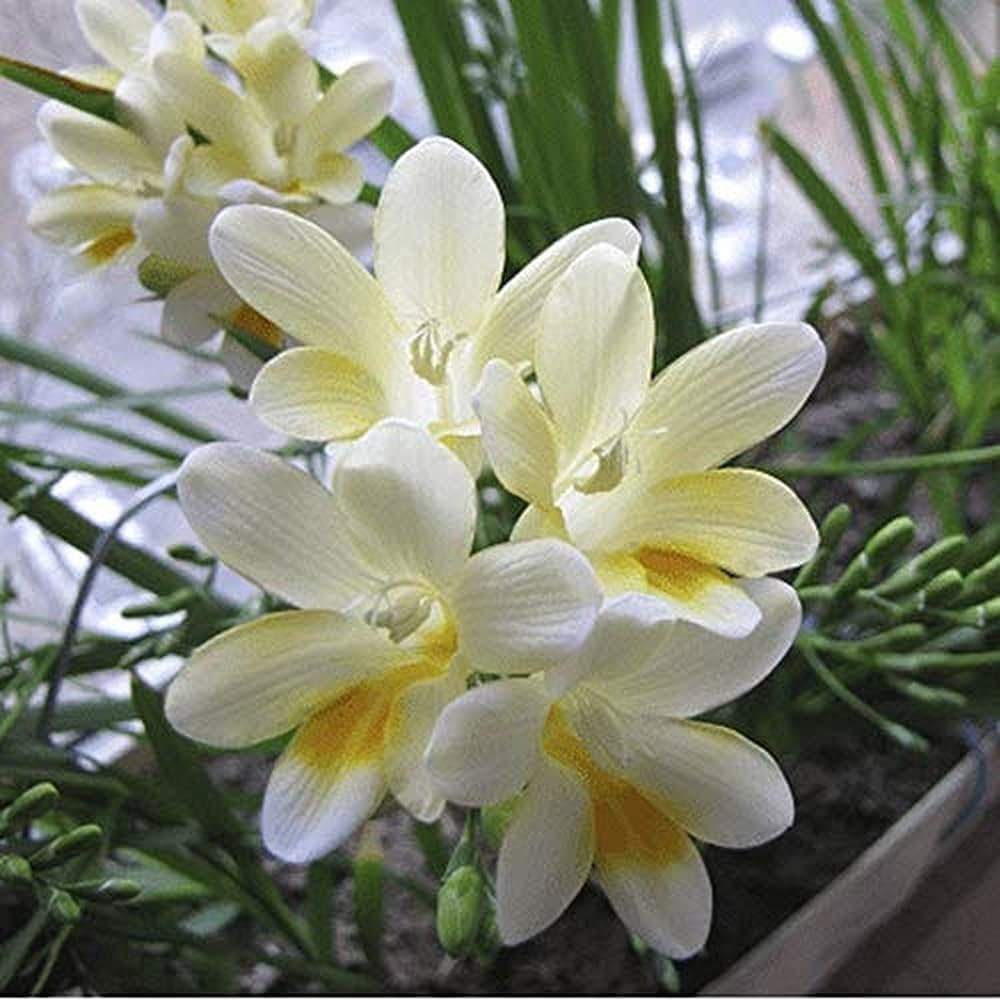 10pcs Witte Fresia Bollen Meerjarige Bloembollen Potplanten Bollen Brengen Verbluffende Visuele Ervaring Gemakkelijk te Groeien