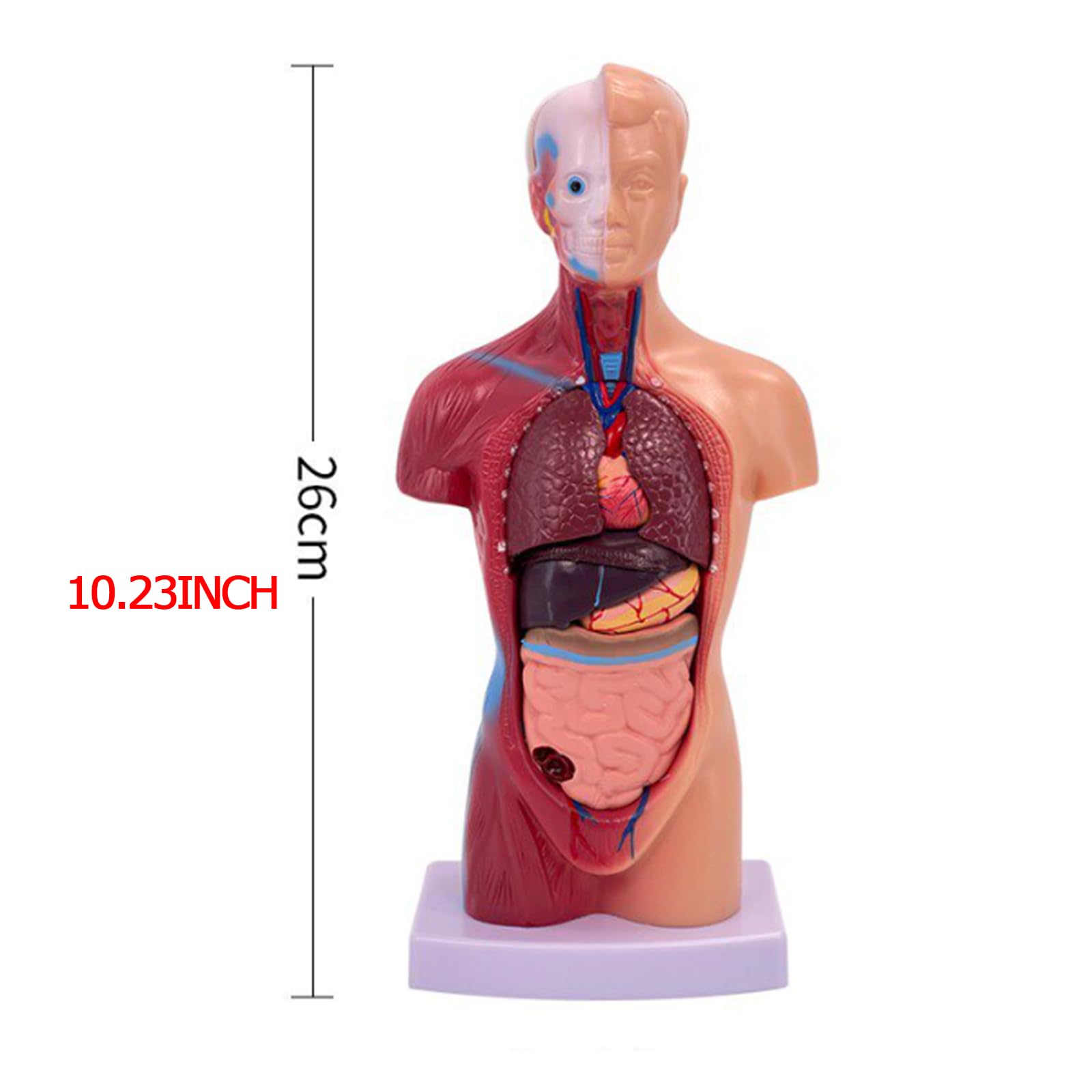 Modello di Torso Umano anatomico da 28 cm Modello di Corpo Umano Rimovibile 15 organi Staccabili