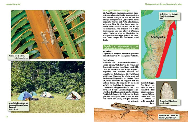 Tagaktive Zwerggeckos der Gattung Lygodactylus: Lebensweise, Haltung, Nachzucht (Terrarien-Bibliothek)