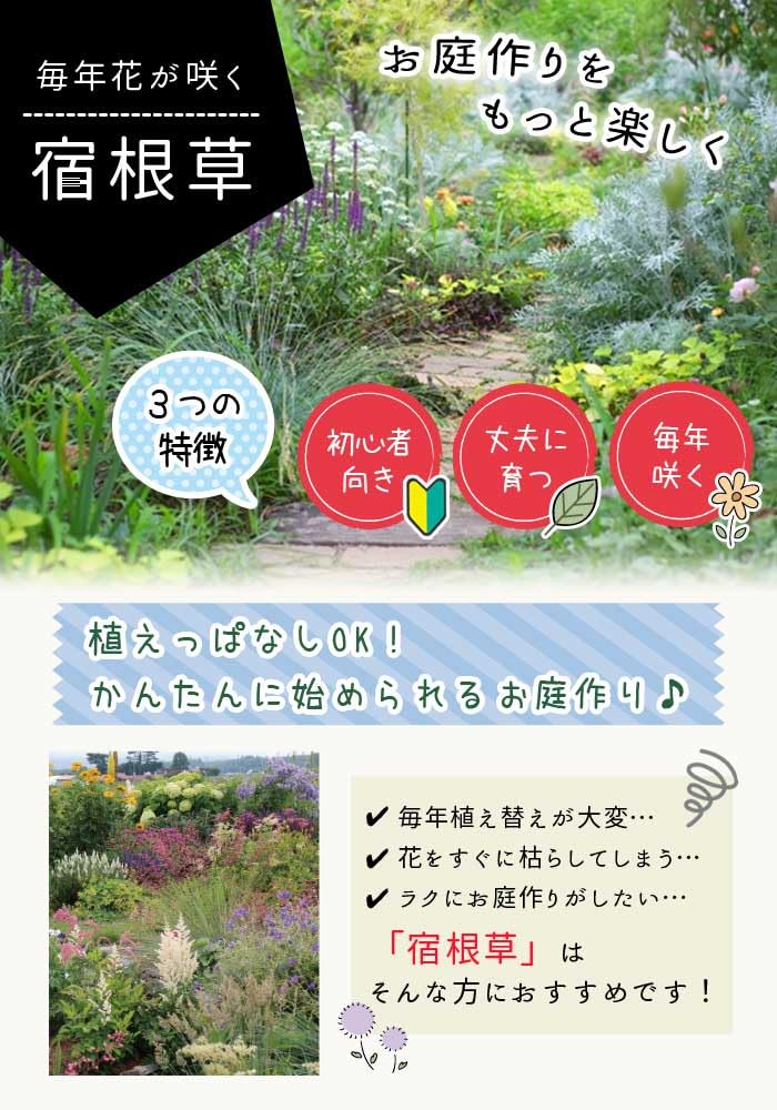 Amazon.co.jp: 宿根草 苗 ヘリオプシス ブリーディングハーツ 9cm