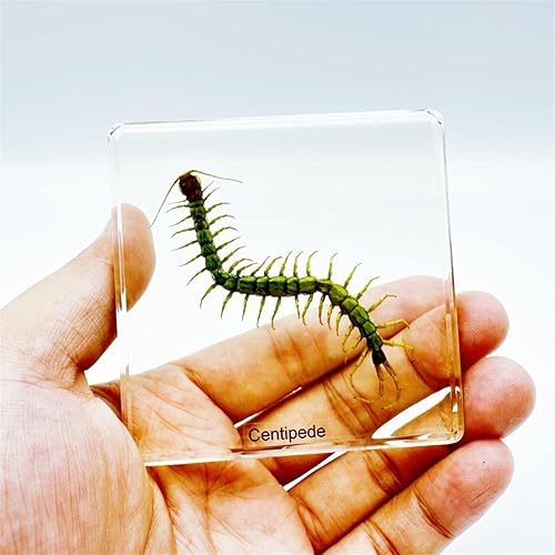 Miniatura 6 de Insectos de resina, especímenes de insectos (mariposa, libélula, grillo, crisantemo, araña), preservación de resina, ámbar de resina para educación