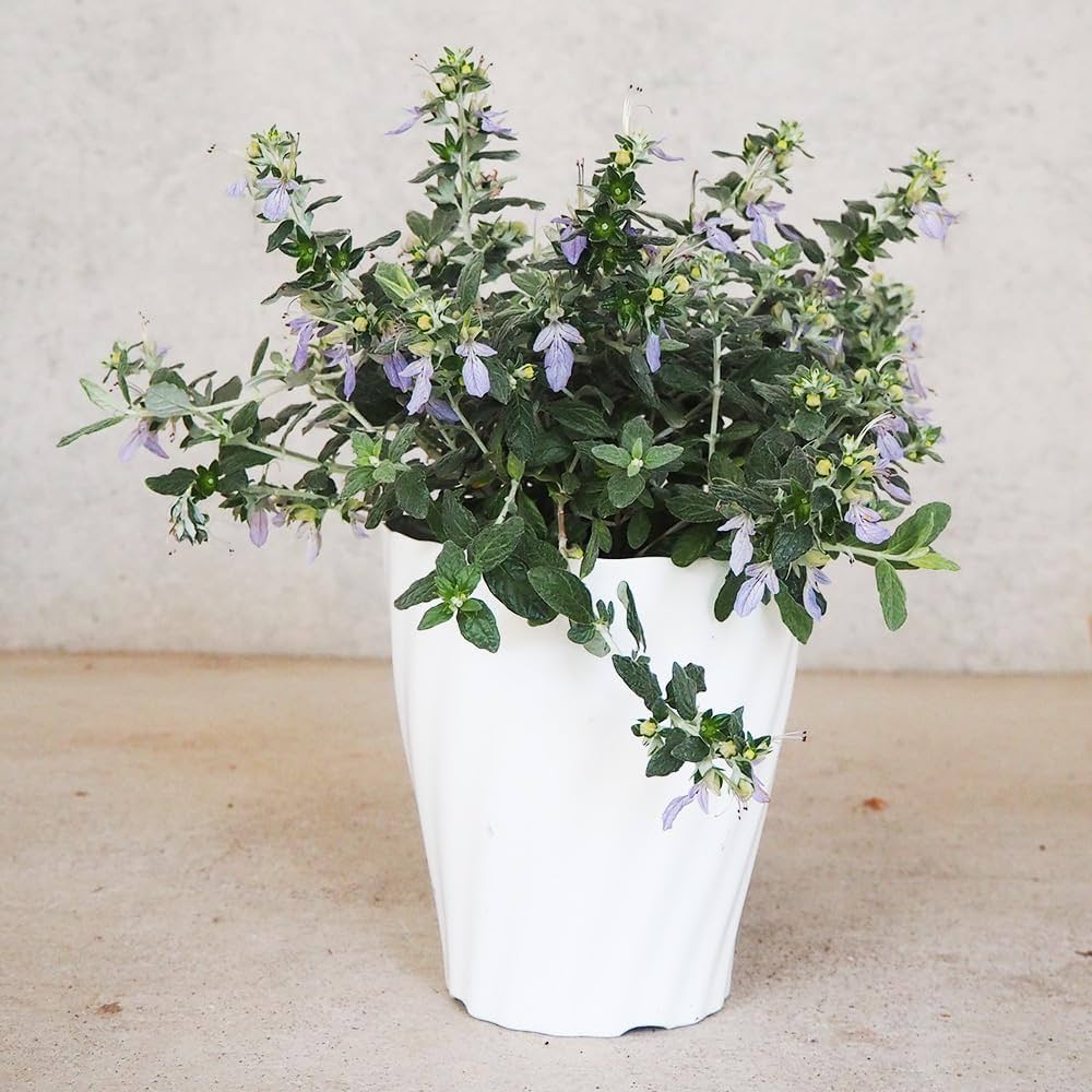 (ᵔᴥᵔ)苗木　常緑　ツリージャーマンダー アイスキューブ♡シルバーリーフ♡ ツリージャーマンダー アイスキューブ 3号ロングポット苗 寄せ