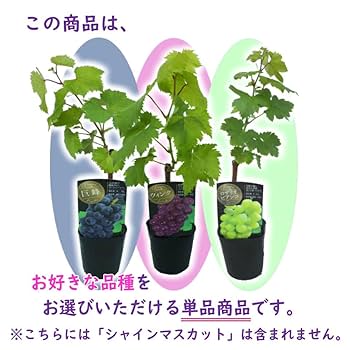 葡萄 ピオーネ　苗木 木質化しつつある苗 種無しとバイオレットキングの2種セット 葡萄 ピオーネ 苗木 木質化しつつある苗 種無しとバイオレット
