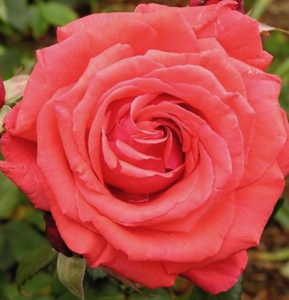Fragrant Cloud Rose Plant in A 4 Lt Pot- Super Fragrant Hybrid Tea Rose Plant- Coral Red to Orange bloomsl
