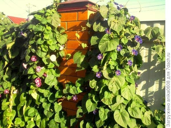 Miniatura 3 de Semillas Común Morning Glory Purple Mix Flores Anuales