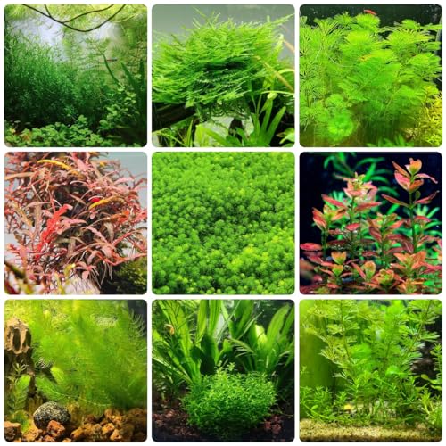 400 Piezas Plantas Acuáticas Semillas De Acuario - Semillas De Plantas De Acuario Hierba, Semillas De Plantas De Estanque, Decoración De Balcón, Regalo, Plantas De Jardín, Plantas De Oficina