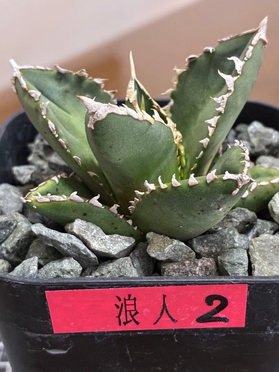 アガベ チタノタ 浪人 agave 大株 鉢のまま発送 最終値下げ価格 アガベ