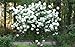 Chinese Snowball Bush - Live Plant - Shipped 1 to 2 Feet Tall (No California)