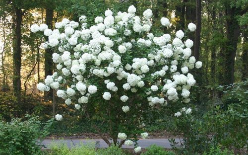 Chinese Snowball Bush