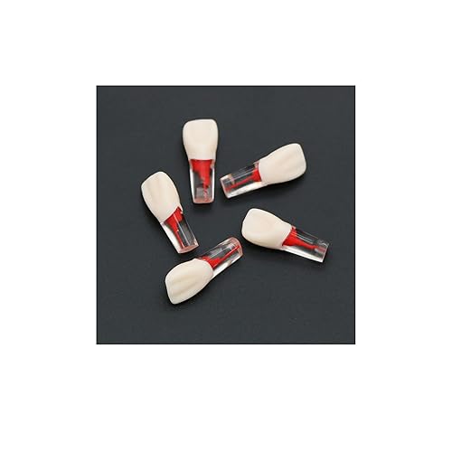 5 dientes dentales de práctica endodoncia modelo M8006 11# Standard Typodont 11 Teach (M8006-11#)