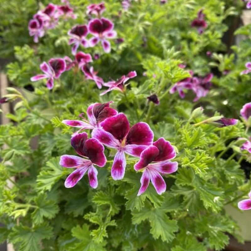 4 Citronella Plants Live, Citronella Geranium Plants, Hardy Perennial Fragrant Herbs, 4-8" Height, Garden or Patio Planting, in Pots