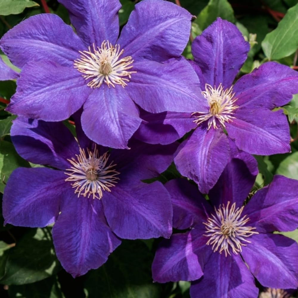 Purple Clematis Vine Live Plant Clematis Flower Perennial Starter Plant in 2.5 Inches Pot