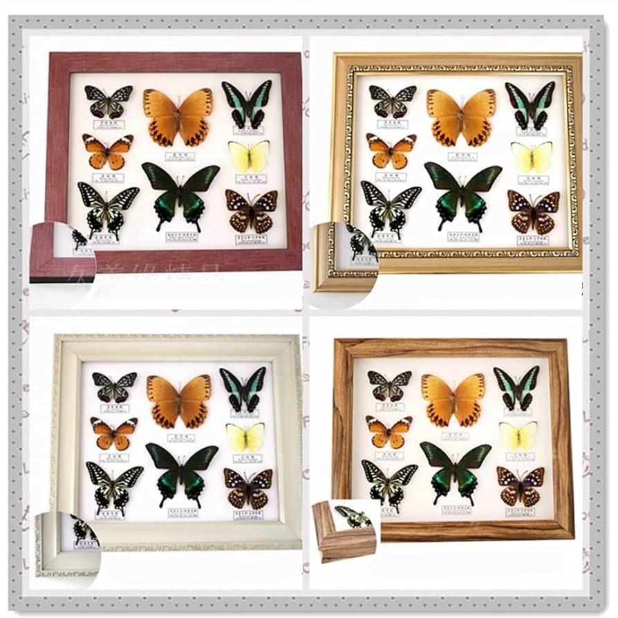 Mori出品 立体標本5点 Mori様 専用出品 立体標本5点