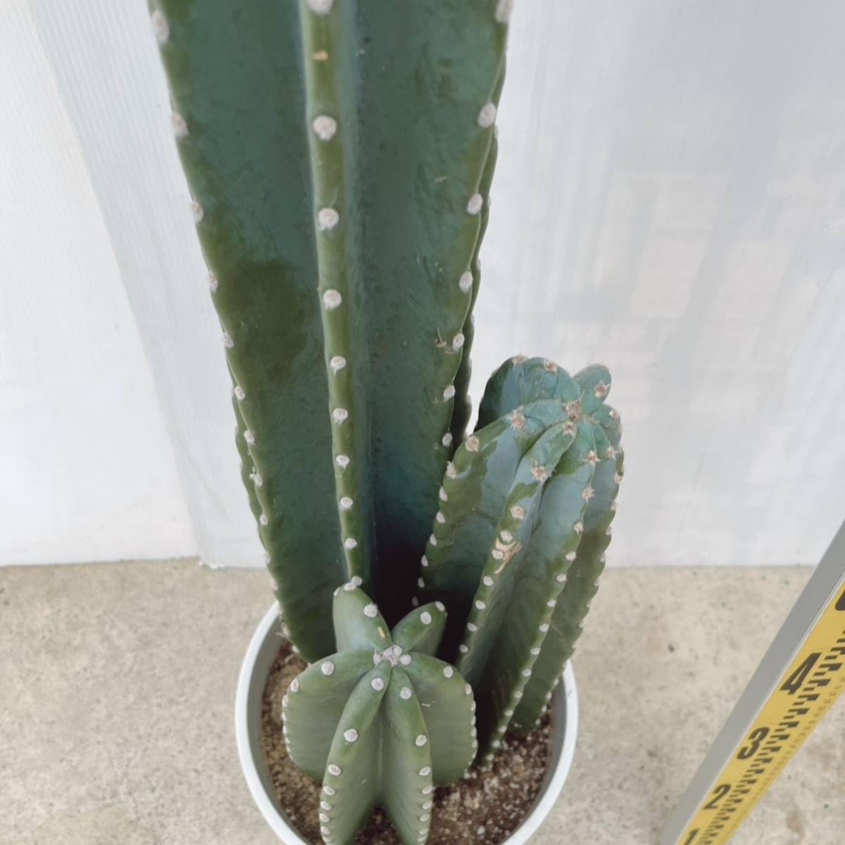 Amazon.co.jp: 柱サボテン 多肉植物 3本植え8号鉢 大型大株インテリア 