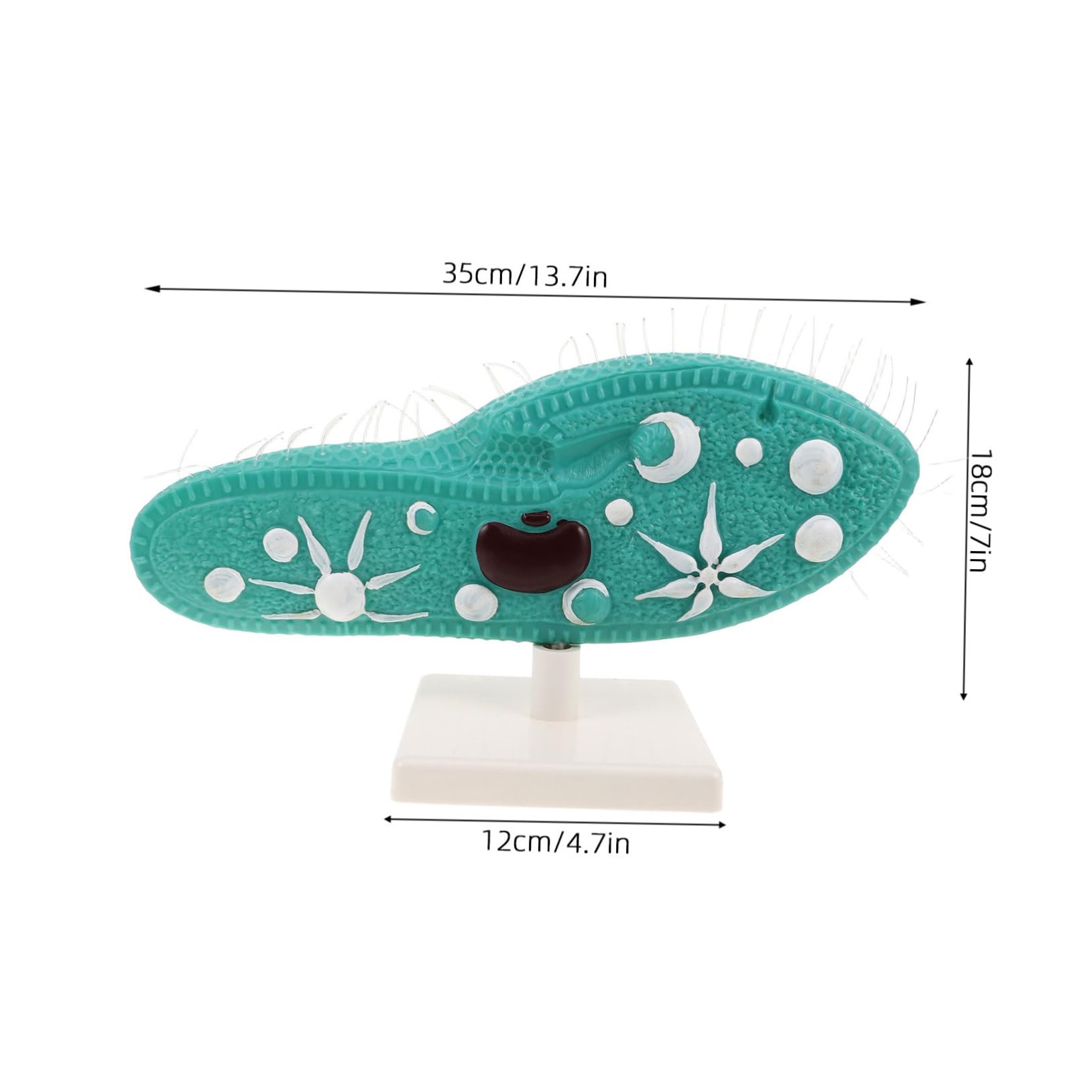 Hohopeti PVC Pantoffeltierchen Modell mit Ständer und Detailliertem Ziliendesign Mikroskopisches Organismenmodell für Biologieunterricht und Experimente im Klassenzimmer