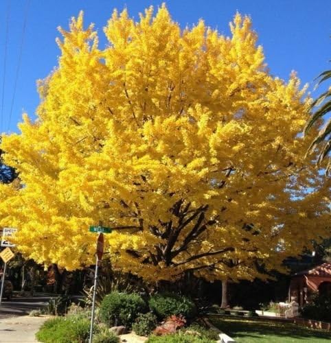 10 semillas de árbol regulares de Ginkgo Biloba
