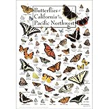Earth Sky + Water - Butterflies of California & Pacific Northwest - Posters
