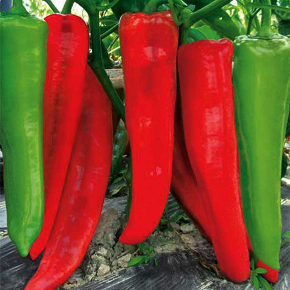 VibeX Sweet Pepper Chilli Seeds -300 Seeds (B0BBGQ5PTW) Amazon Price History, Amazon Price Tracker