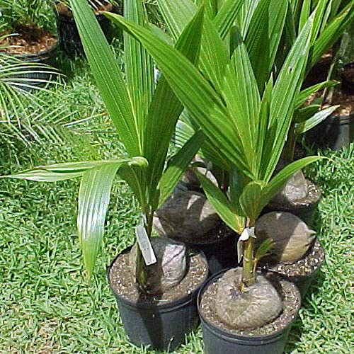 Grun Rare Dwarf Kerala Coconut Tree Hybrid Green T x D Coconut Live Plant (1Healthy Plant) (B095N67JF5) Amazon Price History, Amazon Price Tracker
