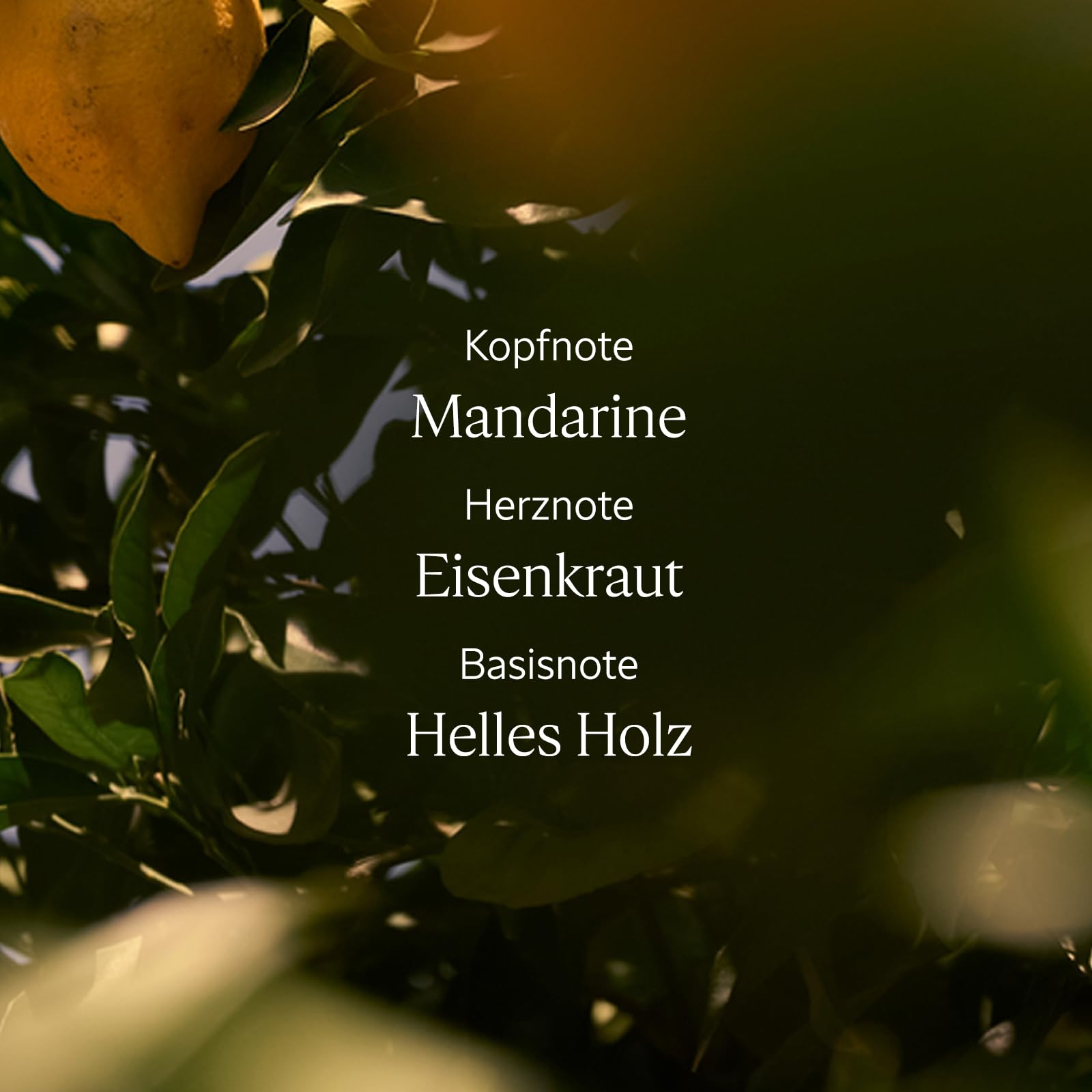 L'OCCITANE - Eau de Toilette Verveine Agrumes (Verbene Citrus) - 75 ml | Fruchtige und spritzige Noten - Akkorde aus Mandarine, Verveine und hellem Holz - Made in France