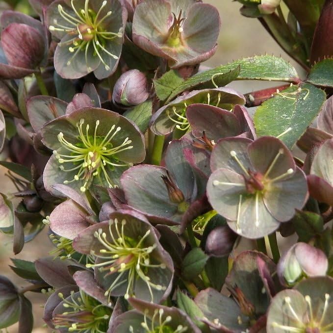 Plant World Seeds - Helleborus X Sternii Blackthorn Strain Seeds (Perennial Flower Seeds)