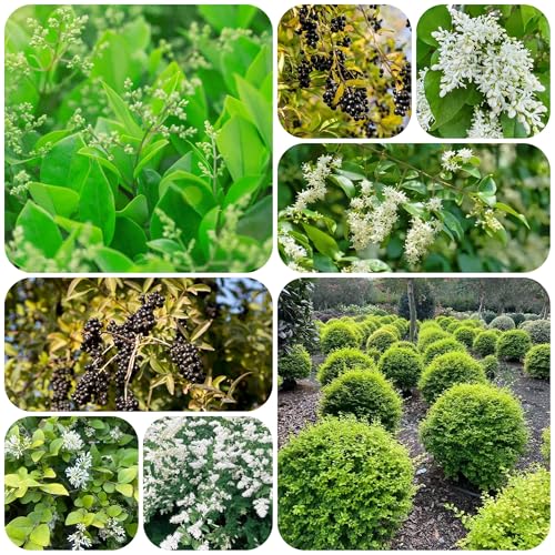 semillas de seto de aligustre - arbustos de hoja perenne resistentes Plantas exóticas resistentes semillas de bonsái planta de interior plantas perennes resistentes plantas de jardín 550pcs