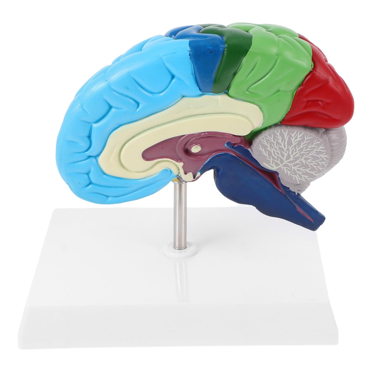 VALICLUD Modello del cervello a grandezza naturale Modello anatomico Destro Cervello Per Formazione Medica E Studi Anatomici Aree contrassegnate Strumento di apprendimento indispensabile