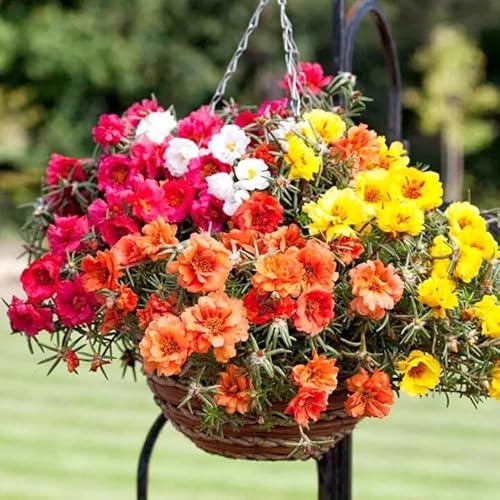 11000 Seeds Moss Rose Enchanted Portulaca Grandiflora Double Flowered Mixed - Hanging Baskets Flower