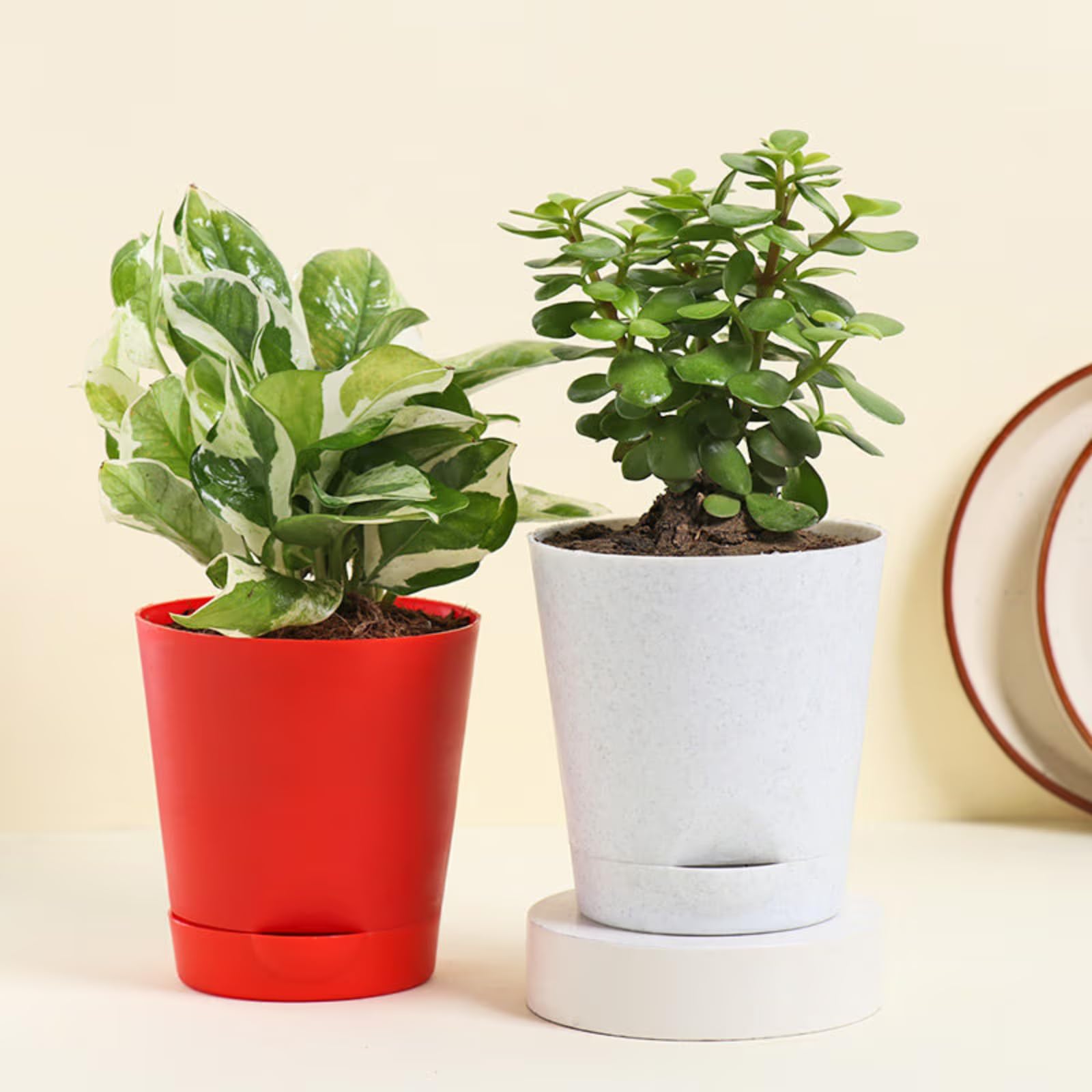 Floweraura Air Purify Set of 2 (Jade Plant & White Pothos Plant) Live Indoor Plants in Plastic Pots for Home/Office Decor & for Birthday Gift, (Same Day Delivery)-image-32
