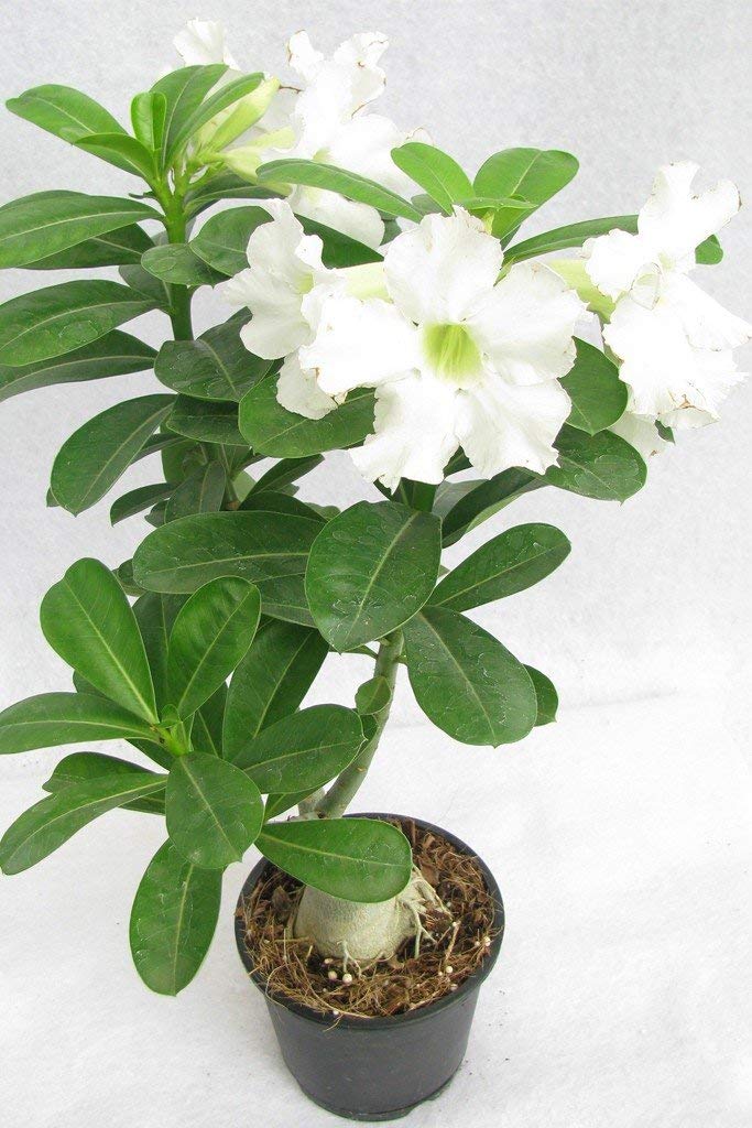 SANJU Bonsai Plants 'Beautiful Adenium' Dessert Rose Plant (White) - Live Plant-image-31