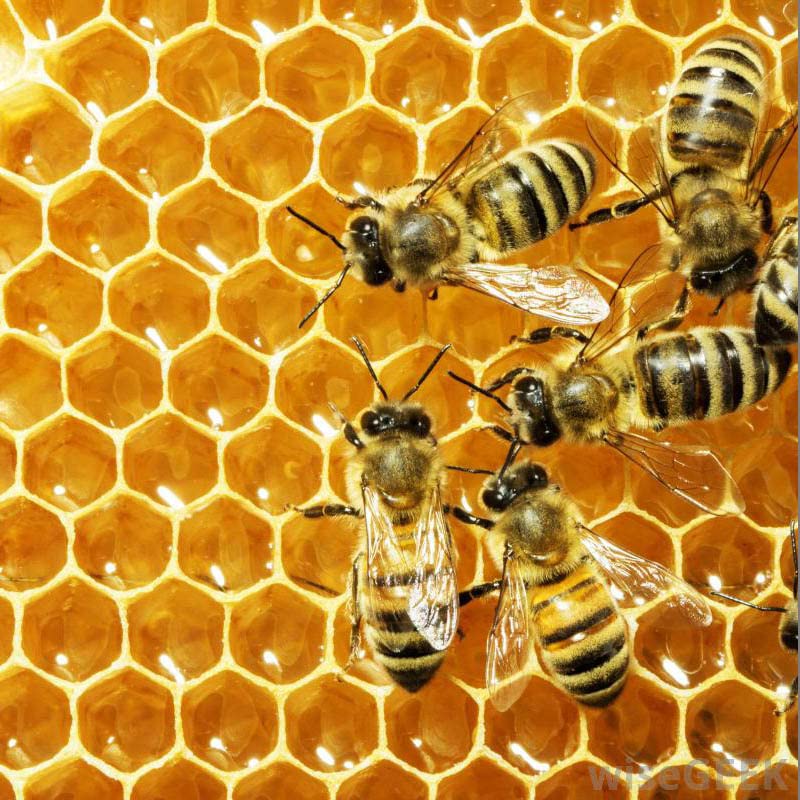 Tallow & Calendula Baby Bootie, Lip and Nipple Balms, The Ultimate Paleo Skin Protector - 100% Grass Fed Tallow, Calendula Flowers and Protective Beeswax, Pregnancy and Nursing Safe, Unscented (Zinc Oxide + Chamomile - Not Scented) image 8 of 9 B0BVJPD4RF