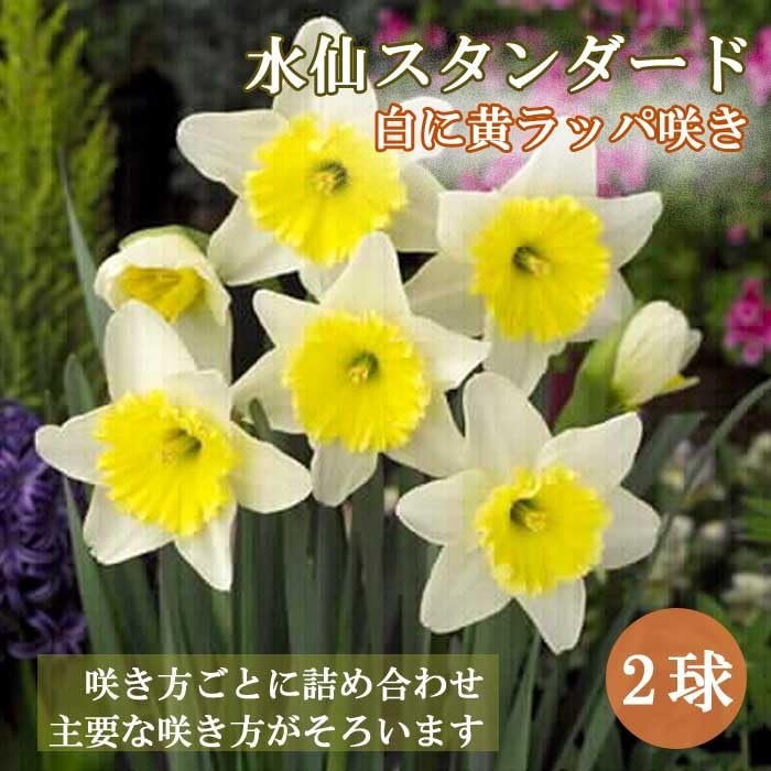 球根　水仙　ラッパ咲き　黄　No.6 球根 水仙 ラッパ咲き 黄 No.6 球根 水仙 ラッパ咲き 黄 No.6 楽天市場