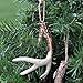 WHW Whole House Worlds Farmers Market Antlers, Set of 3, Bleached Tips, Rustic Brown Bases, Natural Twine Hanger, Each 5 Inches Long, Hand Cast Polyresin Sculptures