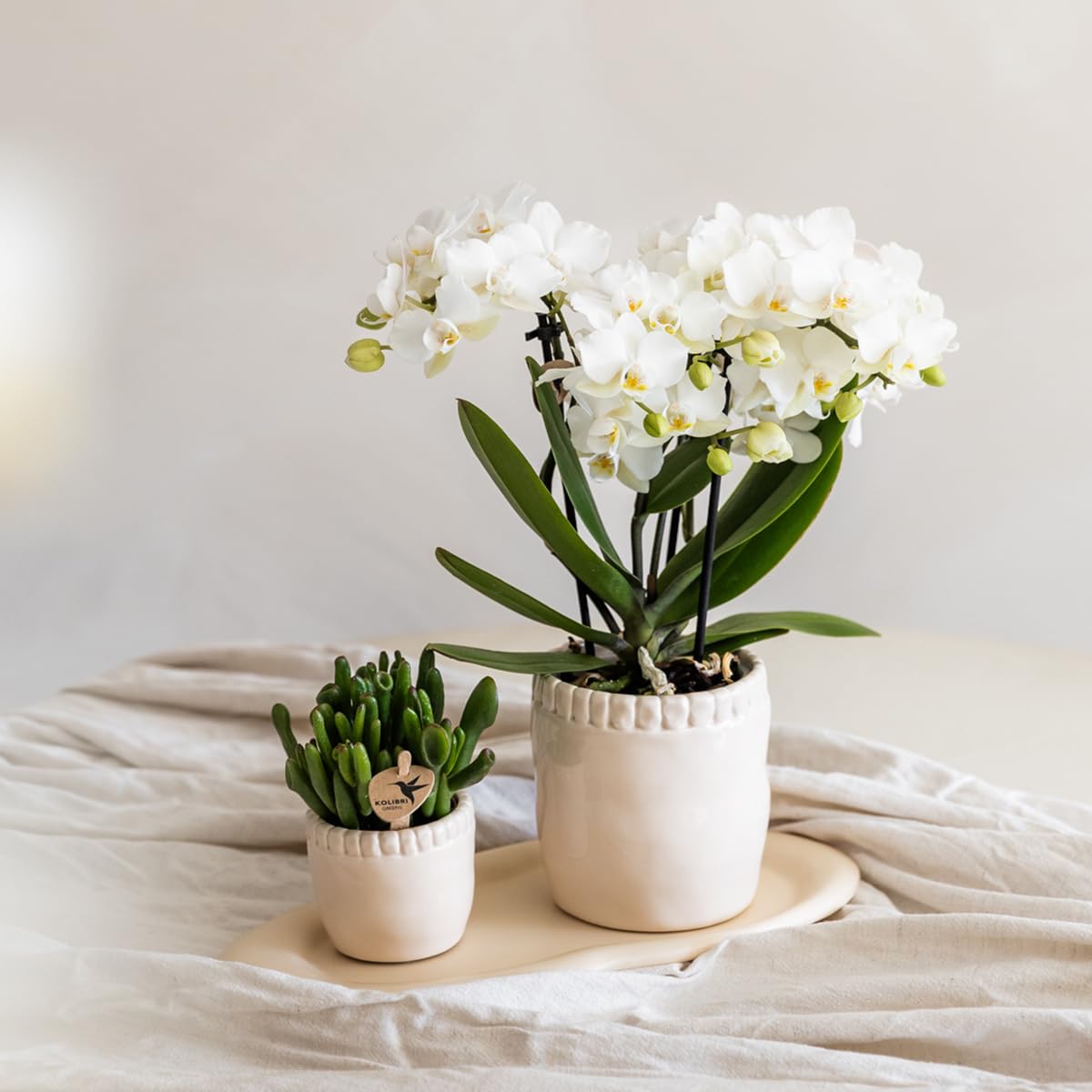 Kolibri Orchids | Weiße Phalaenopsis-Orchidee Topfgröße Ø9cm | Zürich | Blühende Zimmerpflanze – Frisch vom Züchter