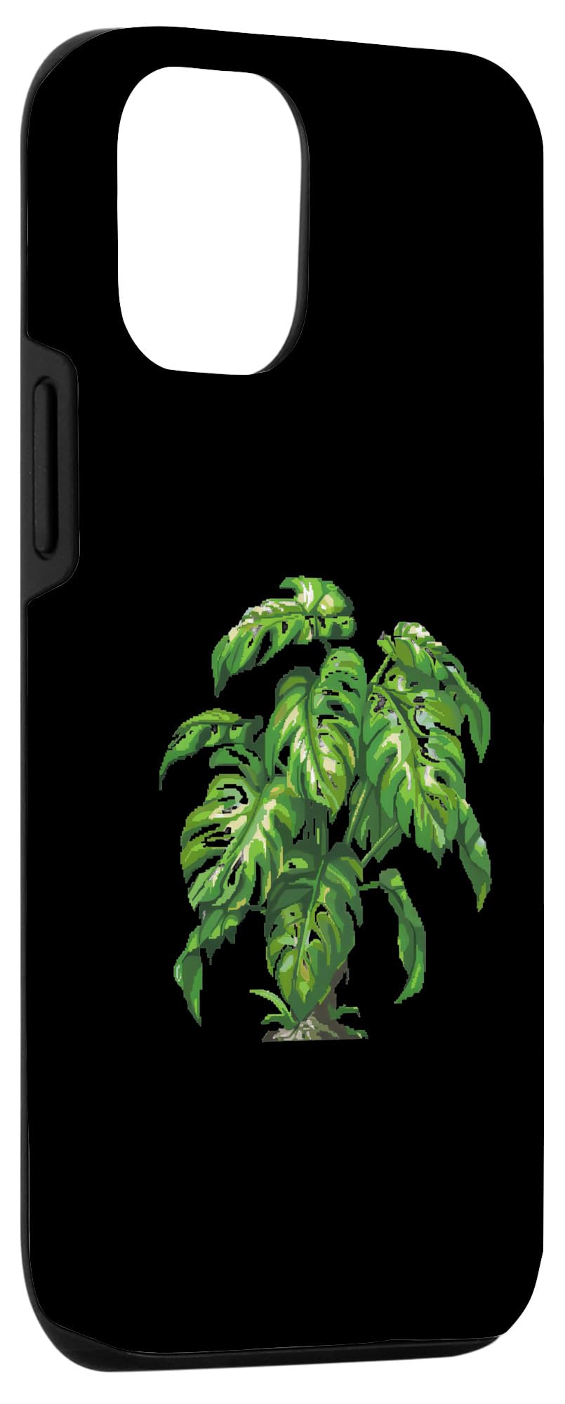 philodendron plants for sale Philodendron 'Silver Stripe'