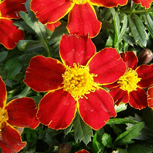 Marigold Seeds - Disco Series - Red - 100 Seed Packet - Tagetes patula - Non-GMO, Open Pollinated - Flower Gardening