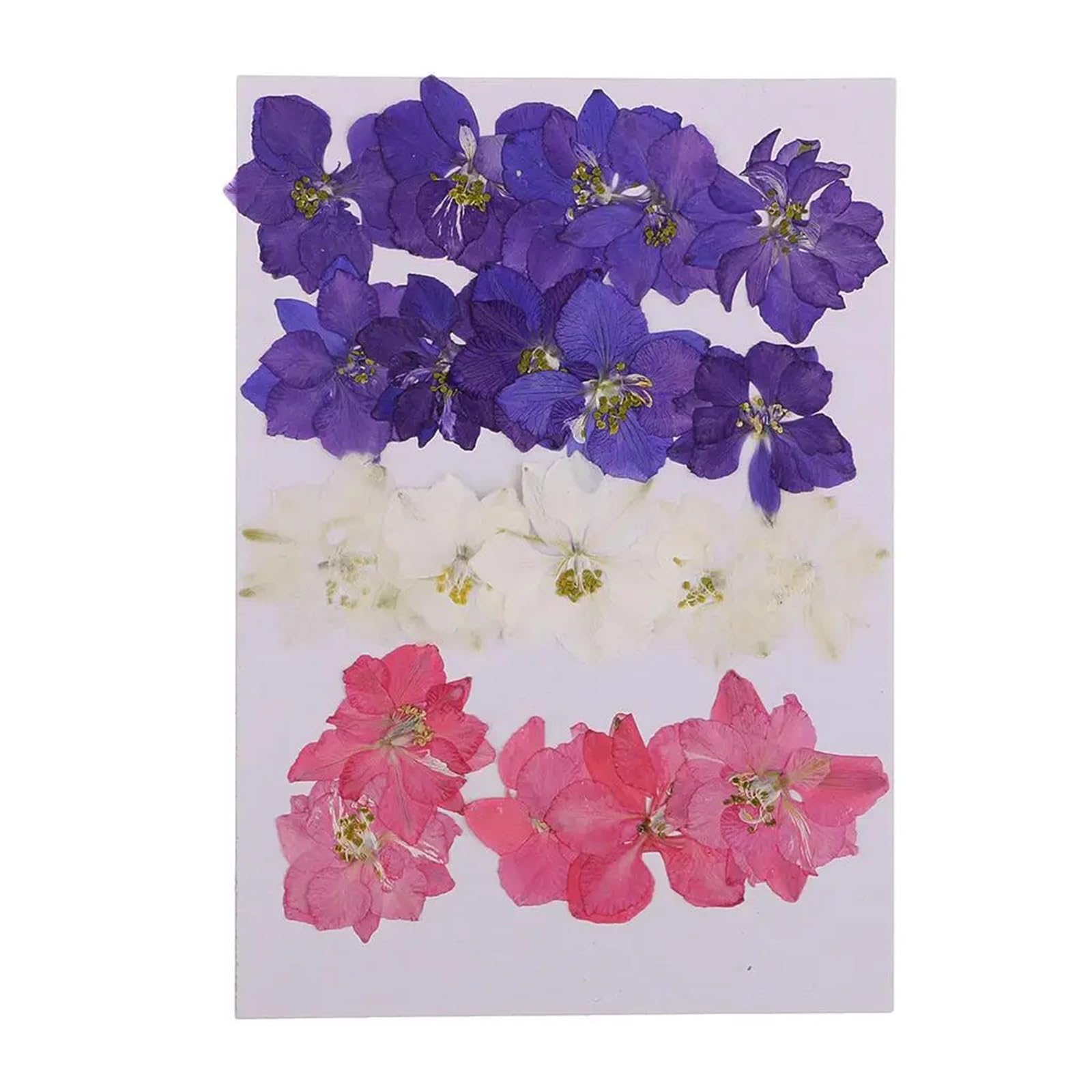 Gepresste Blumen Gepresste Trockenblumen