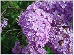 Common Lilac Bush – Lavender Purple Blooms | Fragrant, Hardy Lilac Shrub | Cold-Hardy, Drought-Resistant, Low Maintenance | Perfect for Gardens & Landscaping – Live Plant Shipped 1 to 2 Feet Tall